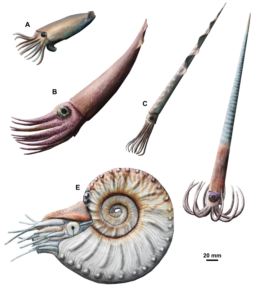 Reconstruction of non-ammonoid cephalopods from the Besano Formation