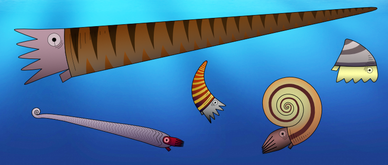 Reconstruction of some Ordovician cephalopods