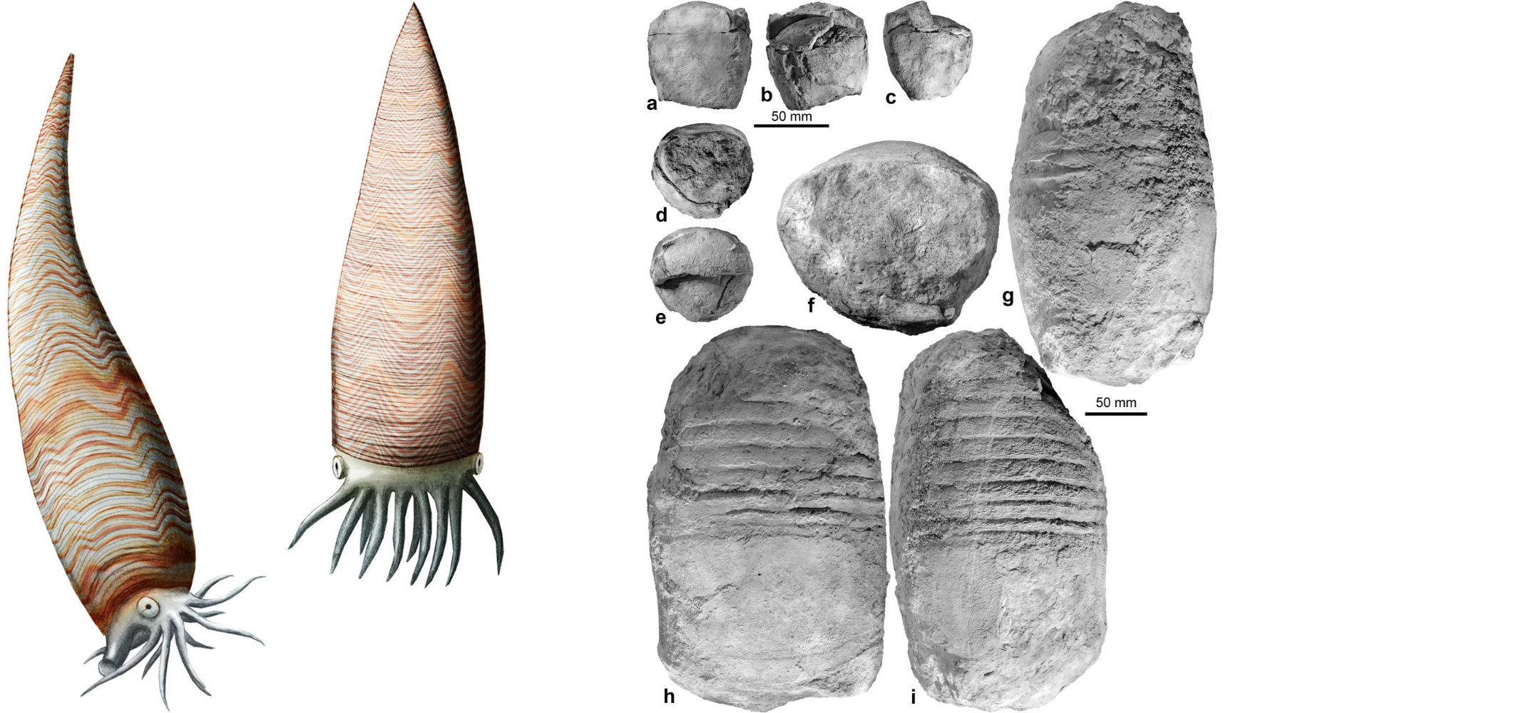 Basiloceras