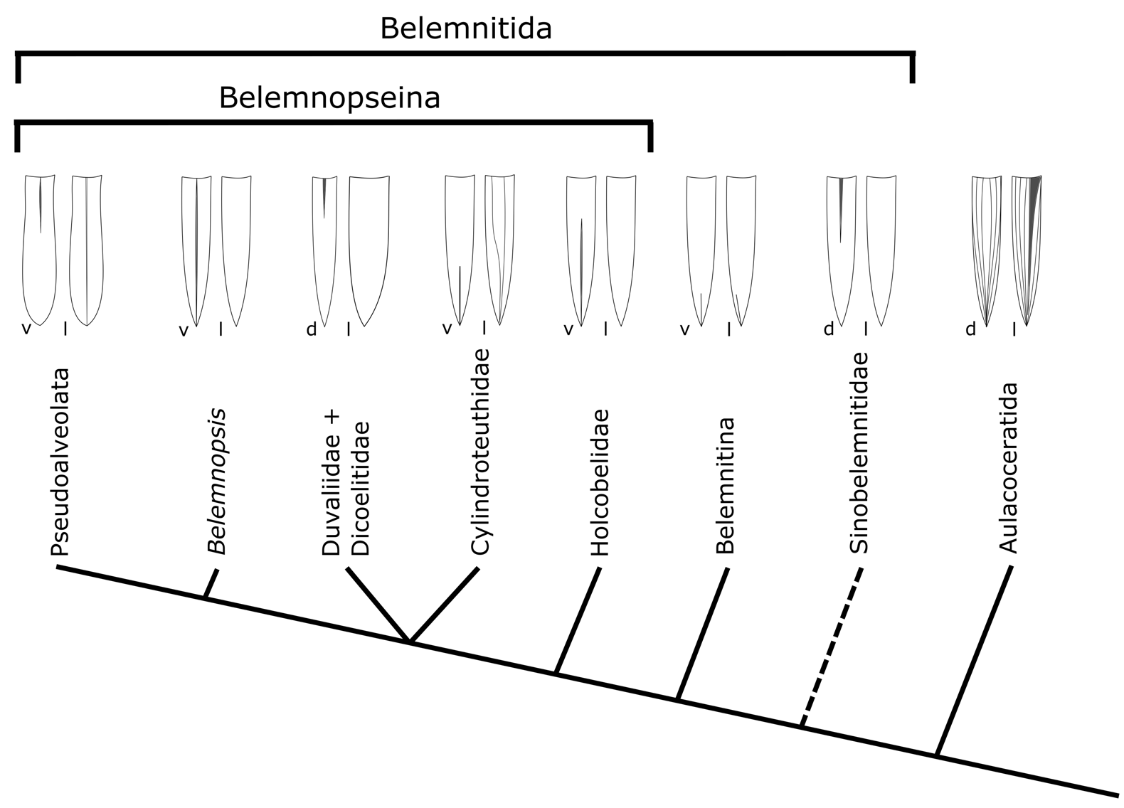 Belemnite phylogeny