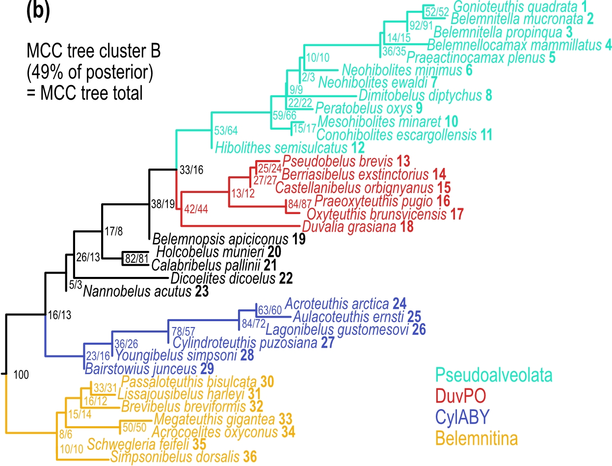 Detailed belemnite phylogeny