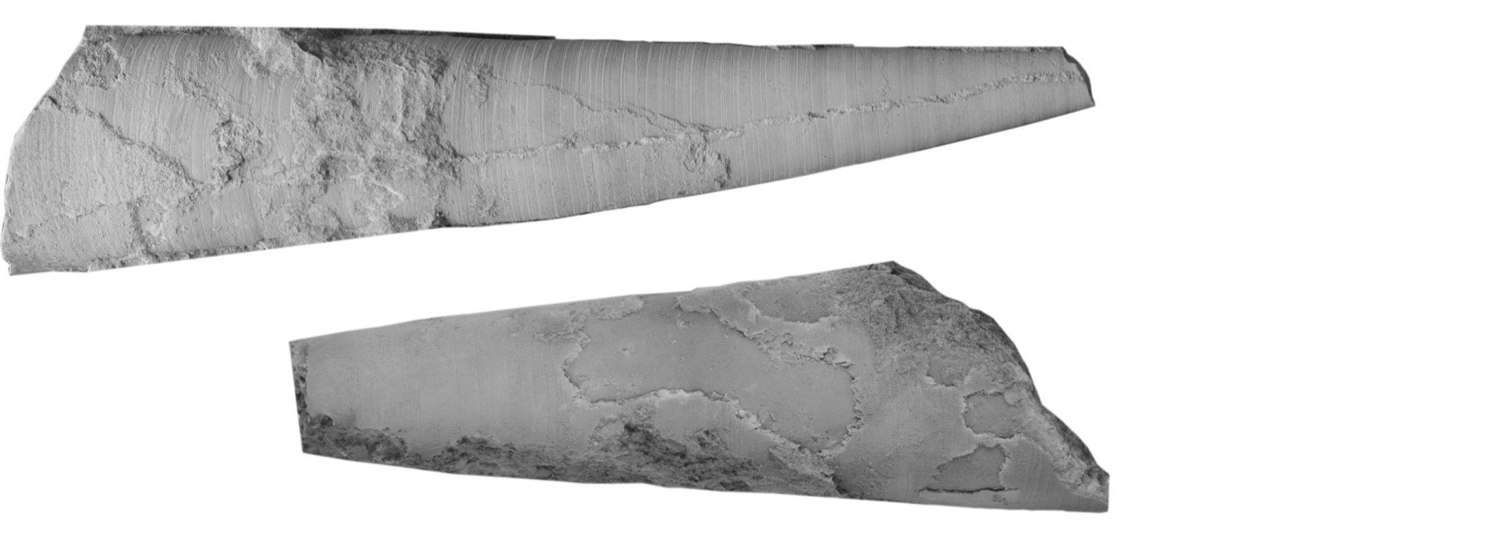 Hinlopoceras