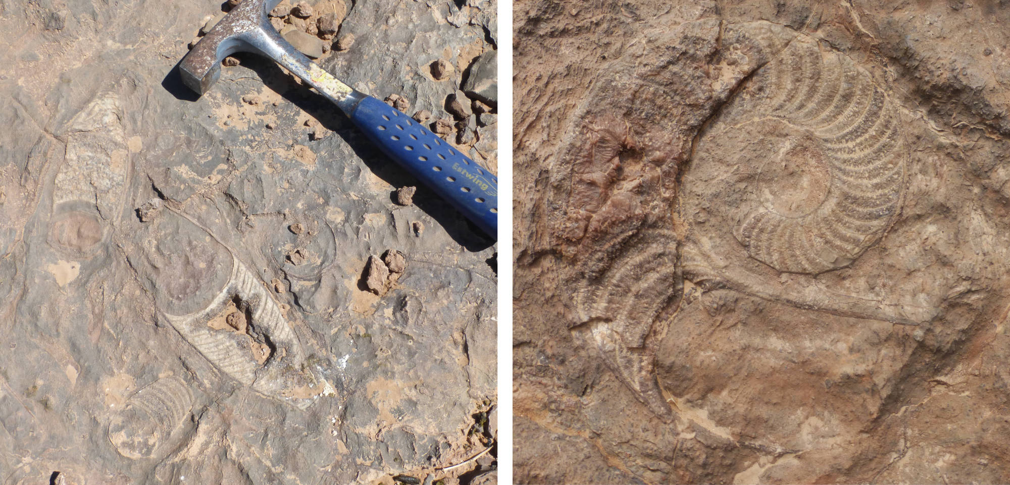 Nautiloids from the Devonian of Morocco