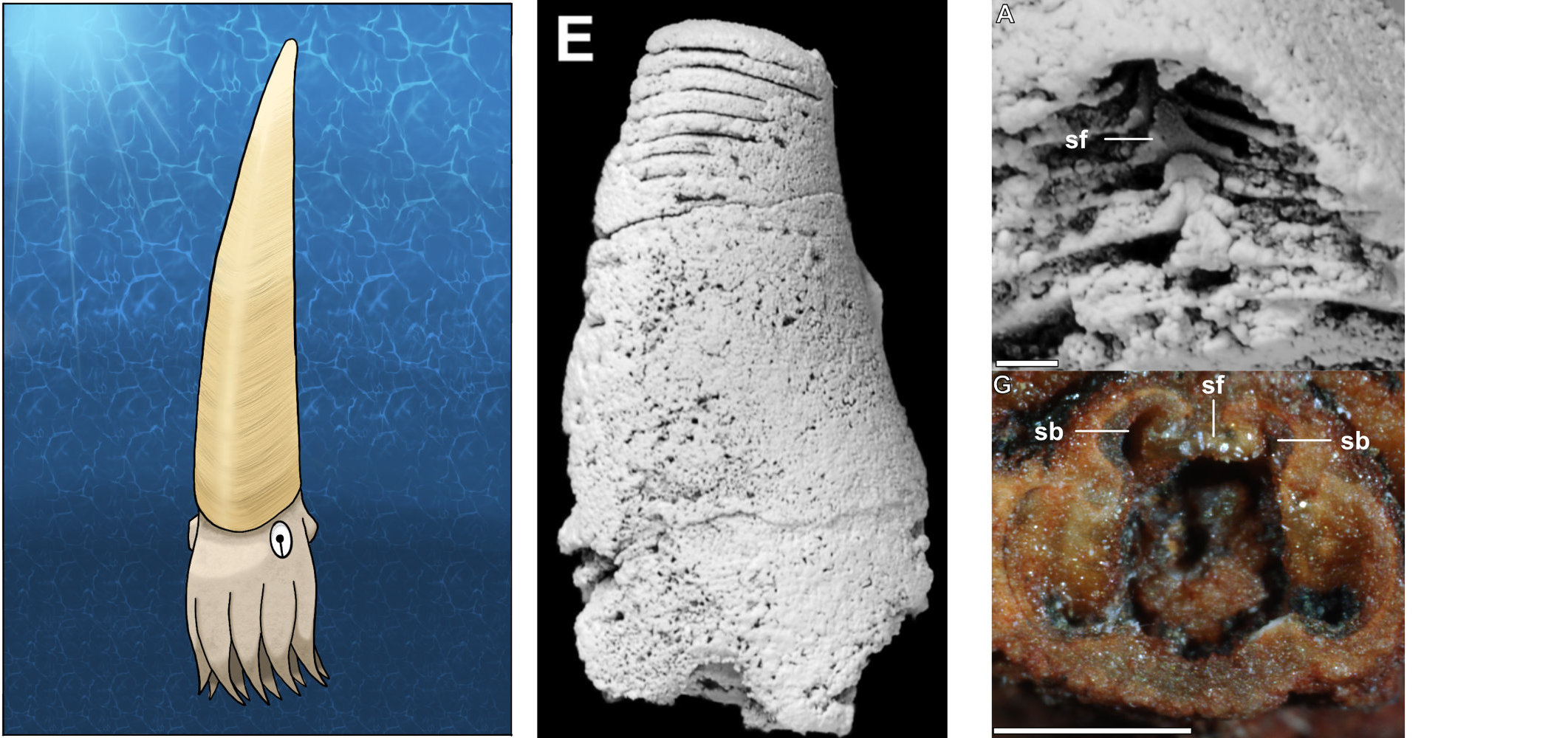 Sinoeremoceras marywadeae